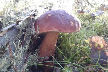 Белый гриб в лесах Верховского